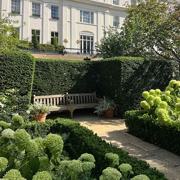 Manicured hedges and planted courtyard garden at a London townhouse Manicured hedges and planted courtyard garden at a London townhouse