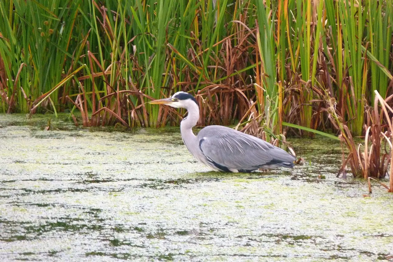 A grey heron in the wetlands — Barnes is home to the London Wetland Centre