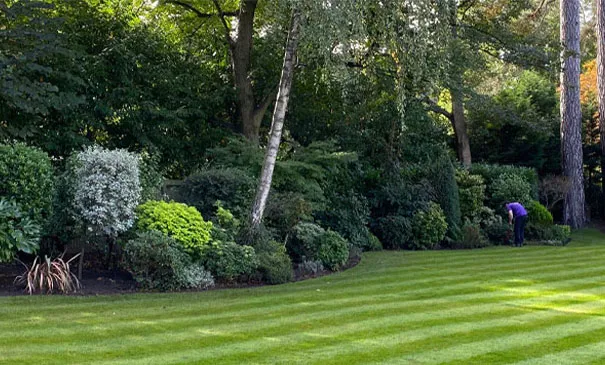 Grounds maintenance on a large lawn with mature shrub borders Grounds maintenance on a large lawn with mature shrub borders