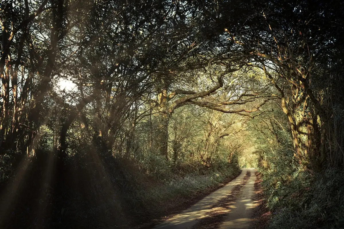 At home in the Surrey Hills — CS Services Sun-dappled sunken lane in the Surrey Hills