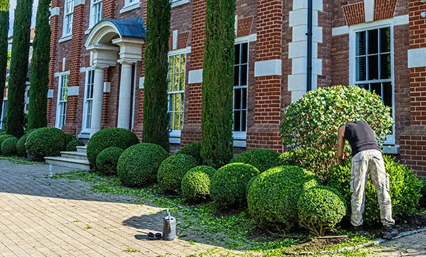 Gardener trimming topiary box balls outside a large residential property Gardener trimming topiary box balls outside a large residential property