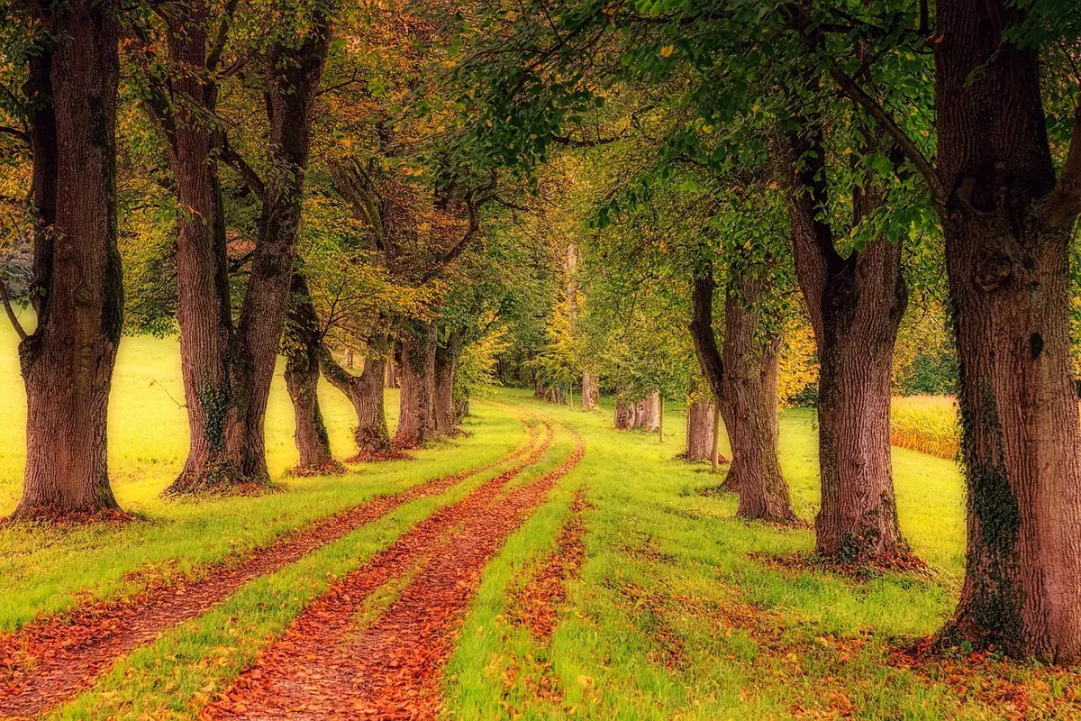 A tree-lined Surrey country lane near Cobham